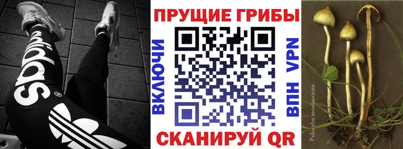 Купить  Могоча  Псилоцибиновые грибы Cubensis 